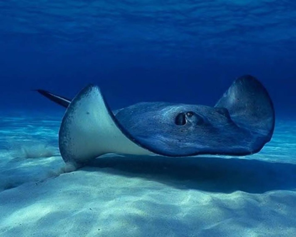 Sting ray Facts - Dogs and Cats Pet Care and Advice plus Wild Animals.
