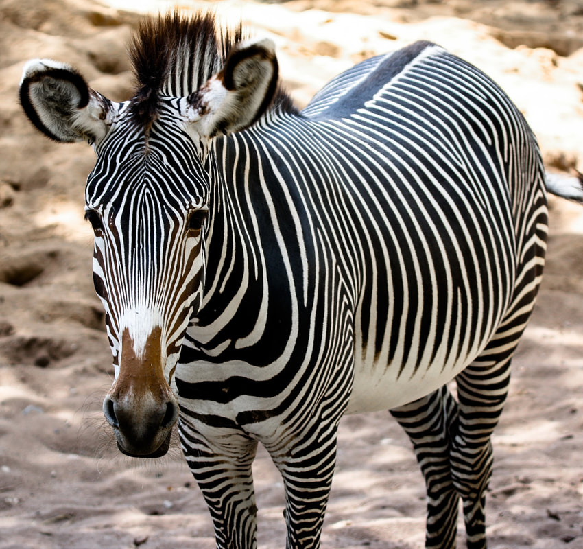 Domesticate Zebra Like Horse - Dogs and Cats Pet Care and Advice plus Wild  Animals.