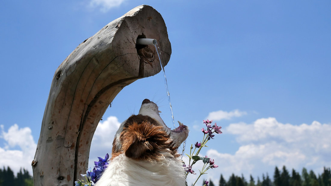 Purify Dog Drinking Water