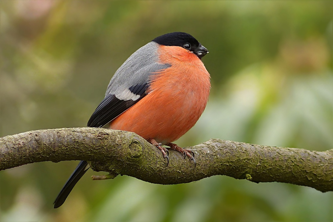 Having a Angry Bird as Your Pet - Dogs and Cats Pet Care and Advice plus  Wild Animals.