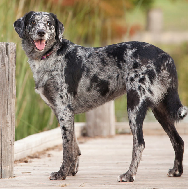 catahoula leopard dog with cats