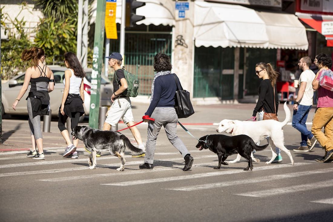 Dog Crossing Road in Tel-Aviv
