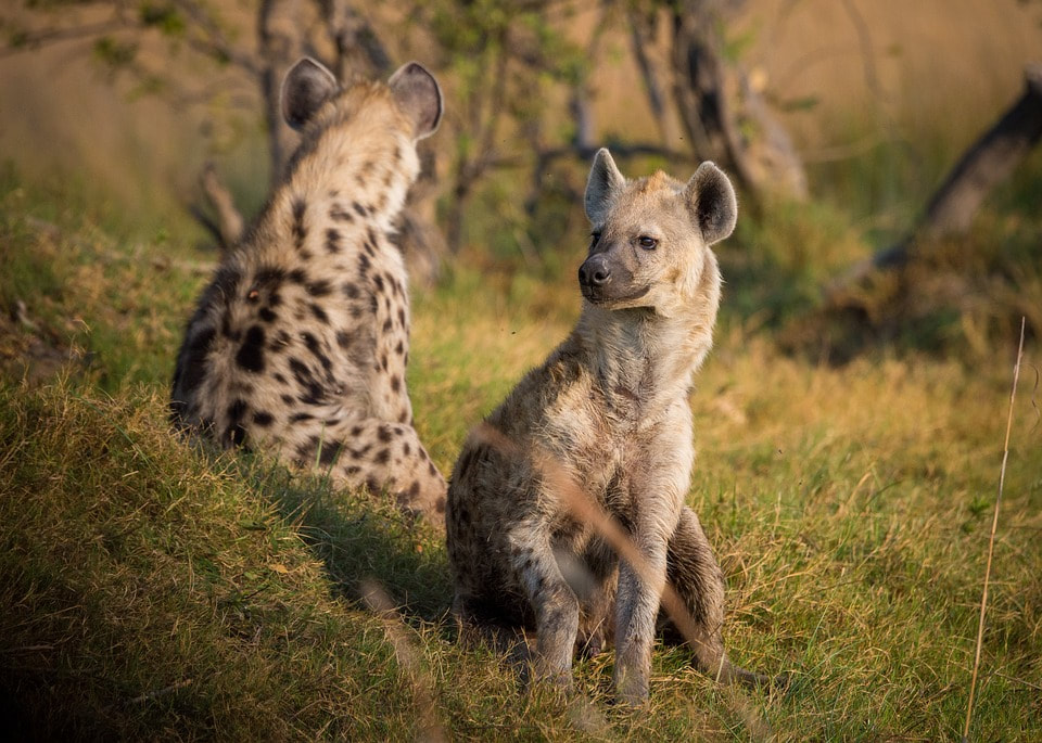 hyenas hunt together