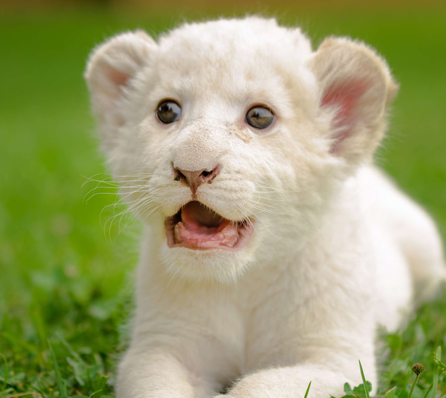 White Lions and White Cubs - Dogs and Cats Pet Care and Advice plus Wild  Animals.