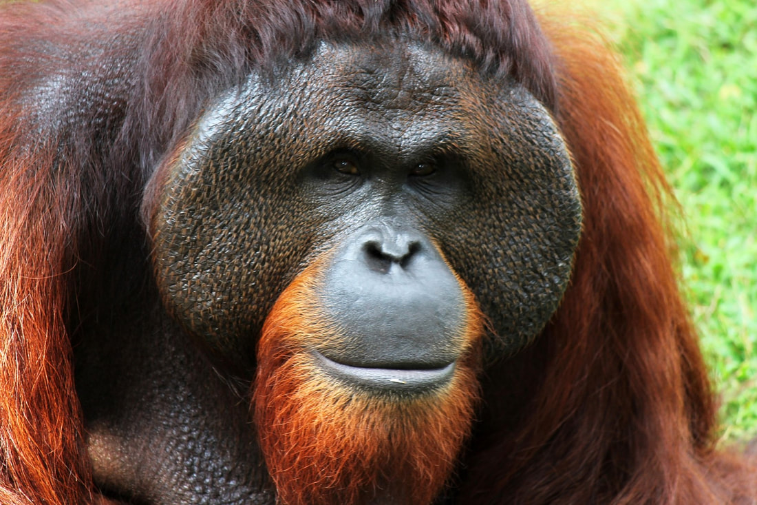 Orangutan Guide Facts