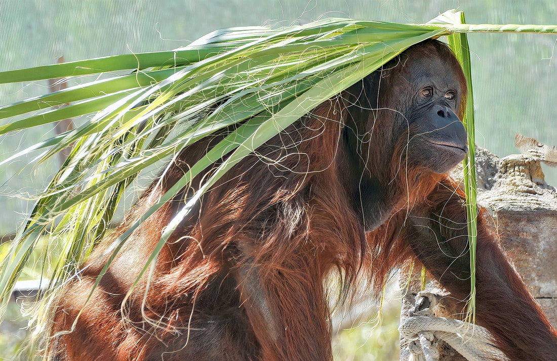 Orangutan Best Facts