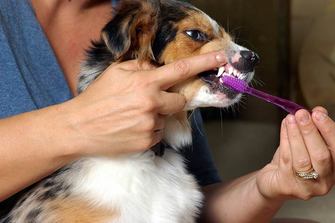 Animal Dental Care