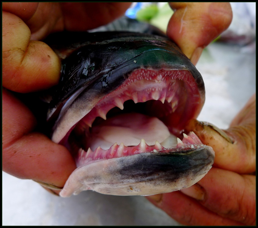 All About The Snakehead Fish - Dogs and Cats Pet Care and Advice