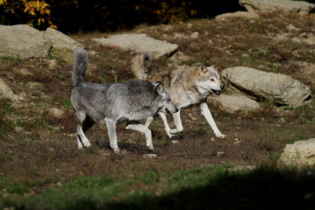 Wolves Hunt Together