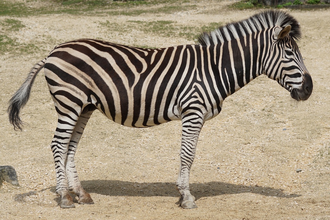 Amazing Zebra Facts - Dogs and Cats Pet Care and Advice plus Wild Animals.