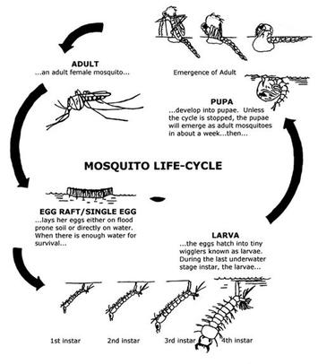 Aedes Aegypti Life Cycle
