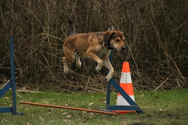 Dog In Training