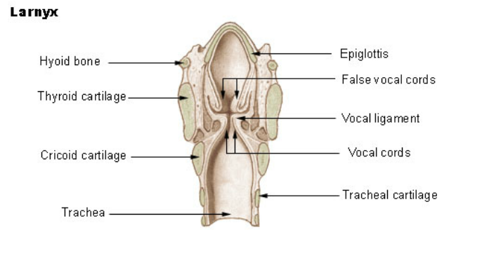 Dog Vocal Cords