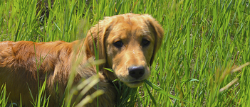 Dog Eats Grass