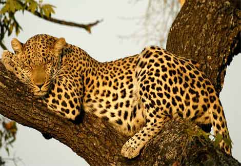 Leopard Sleeping In tree