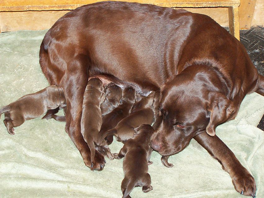Labrador Puppies Feeding
