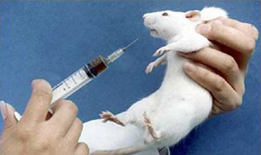 Animal Testing Cruelty