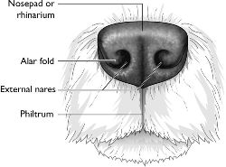 Dog Nose Anatomy