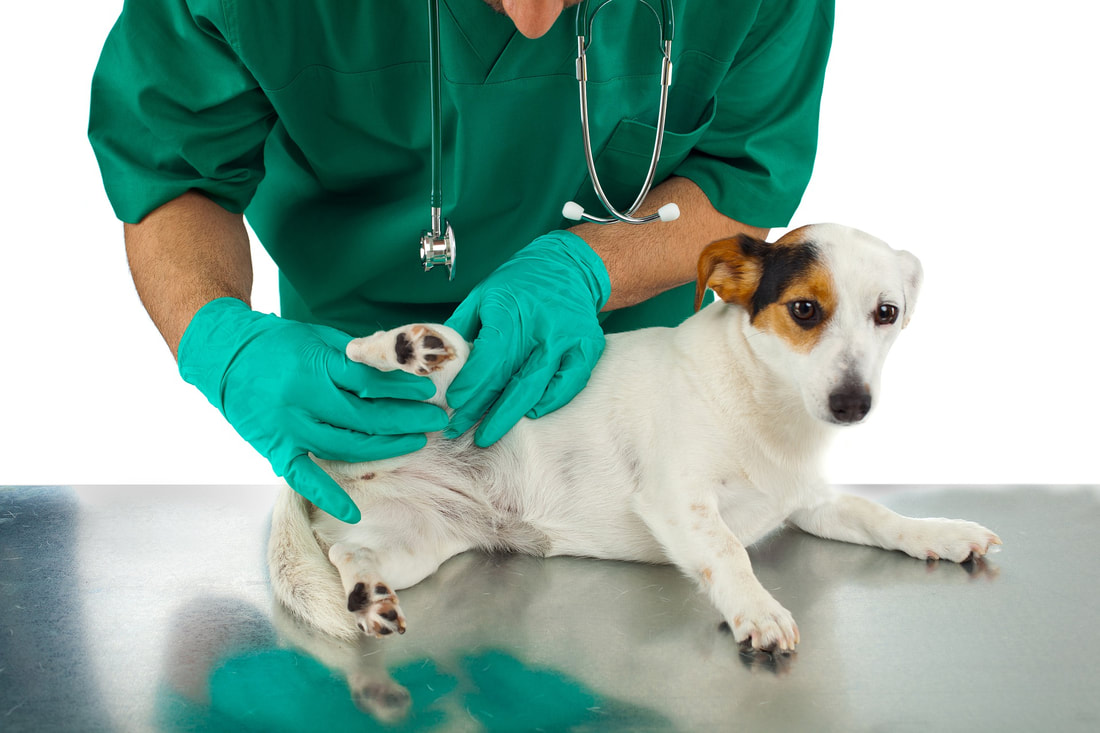 Treating Tick Infestation In Dogs