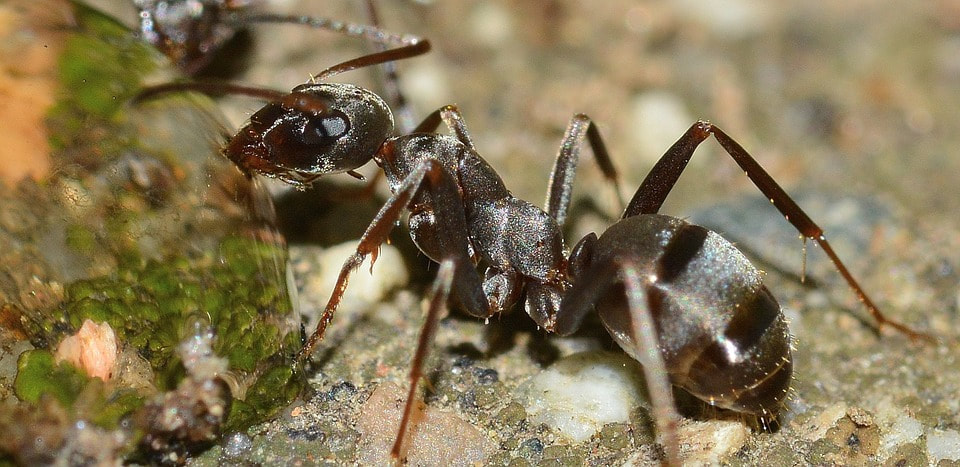 Ants Hunt Together
