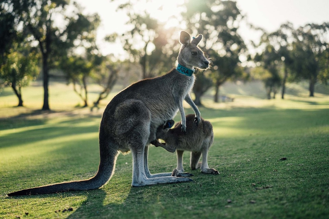 Kangaroo in Pouch