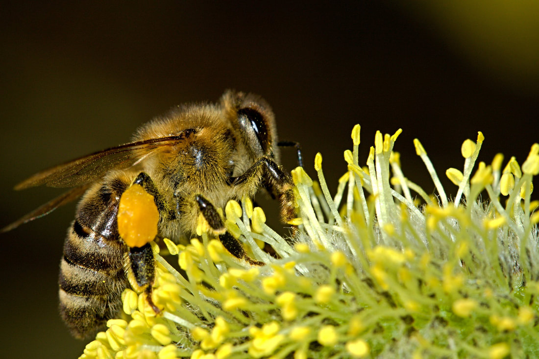 Raising Honey Bee at Home