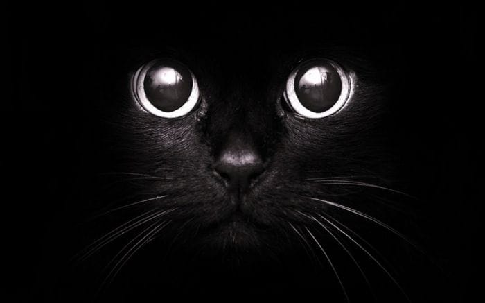 Black Cat Luck