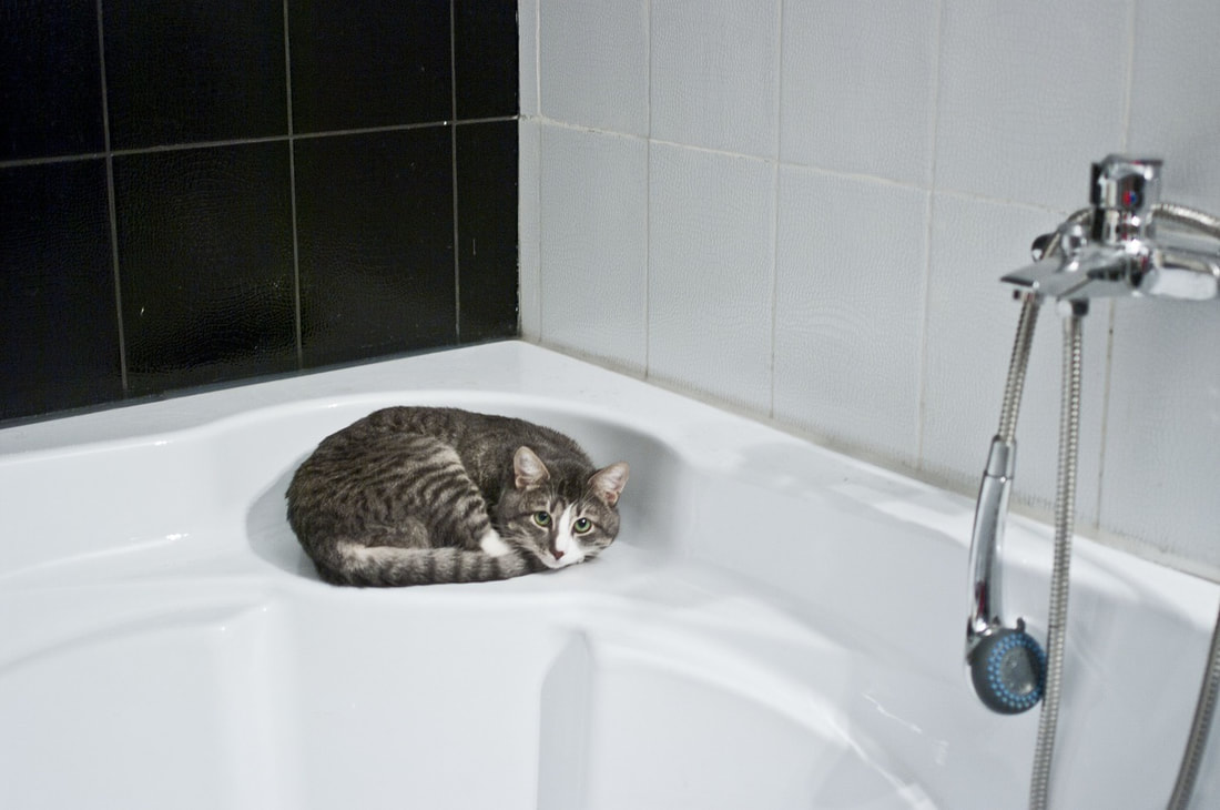 Cat Bathroom