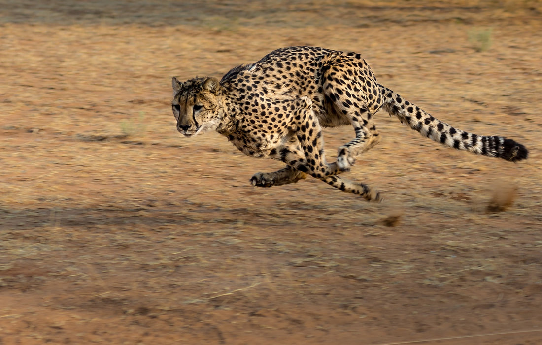 Cheetah - 120 km/h