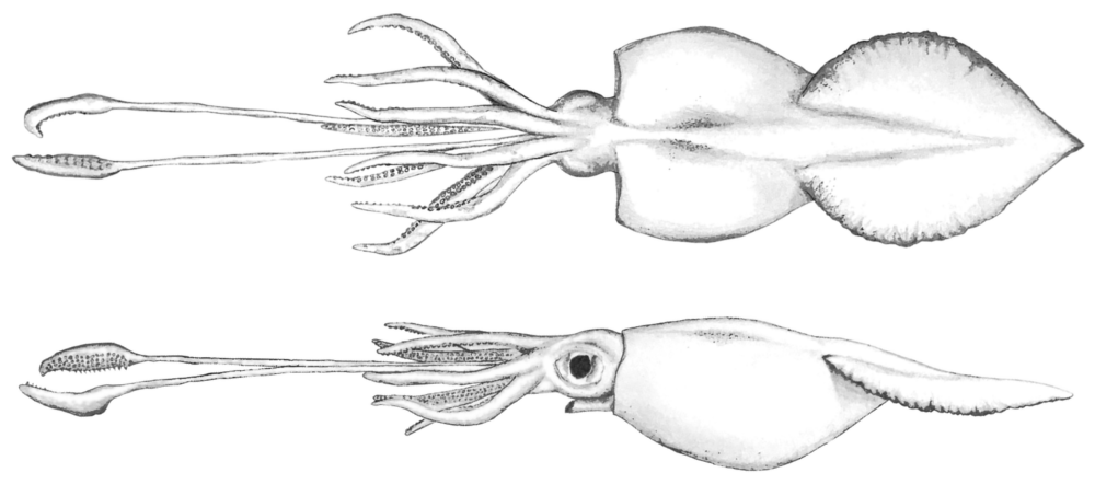 Colossal Squid Eye Size