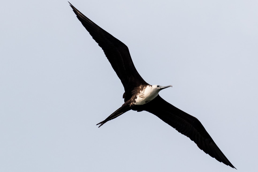 Frigate Bird - 153kph