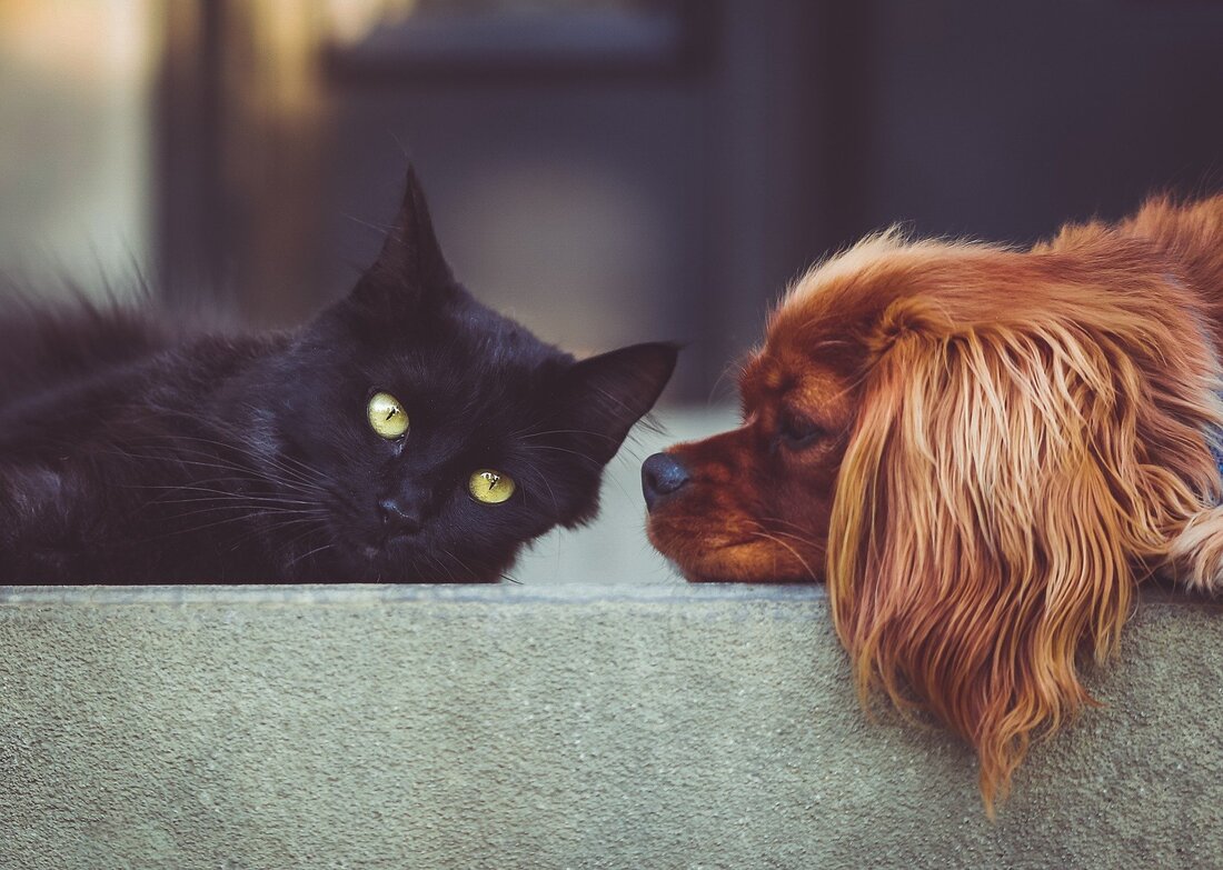 Pet Ownership Guide