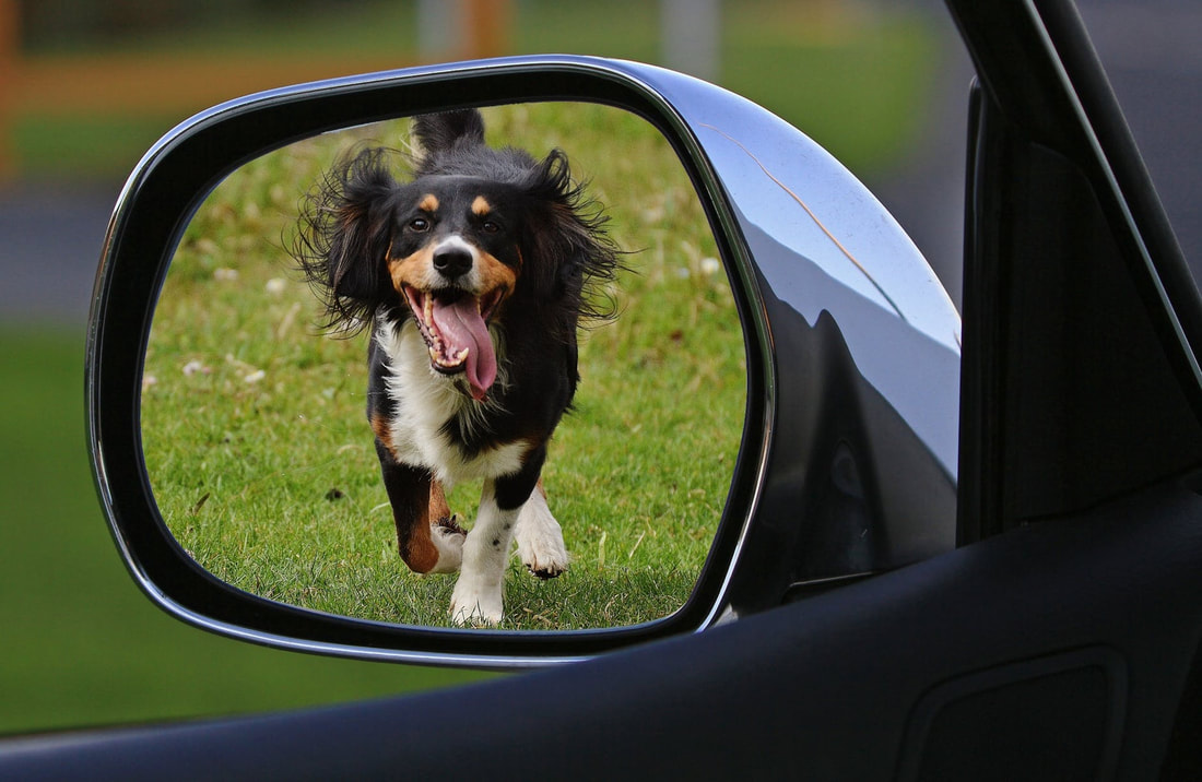 Traveling Safely With your Dog