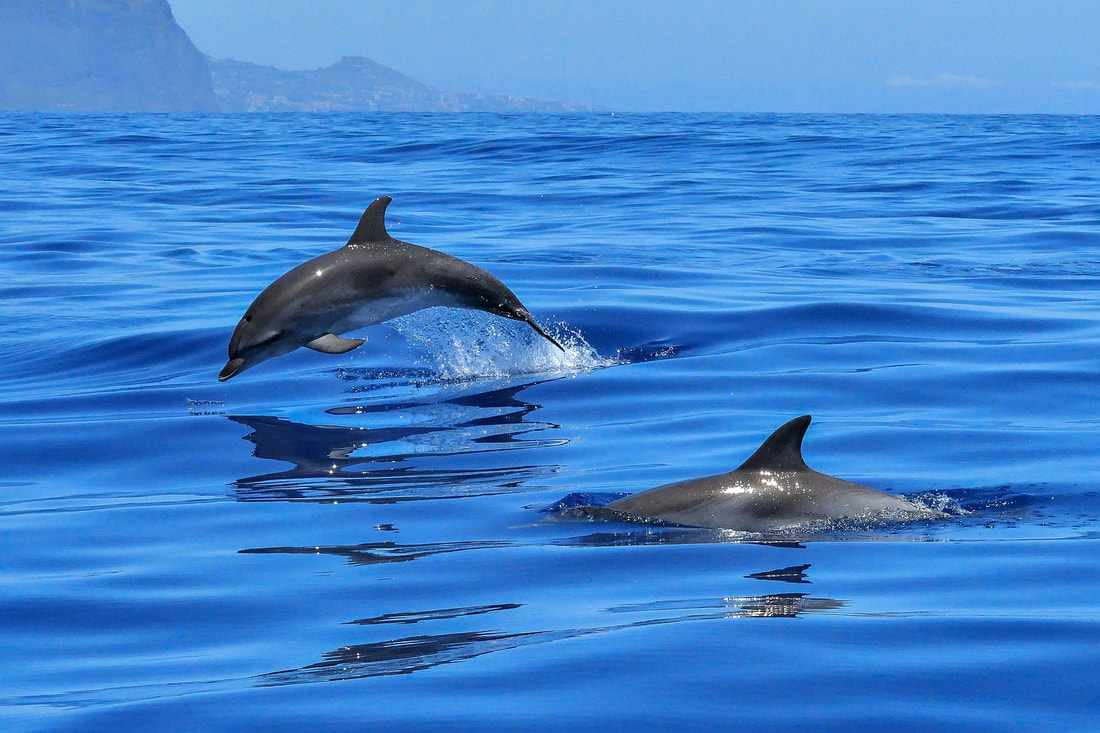 Dolphins Hunt Together