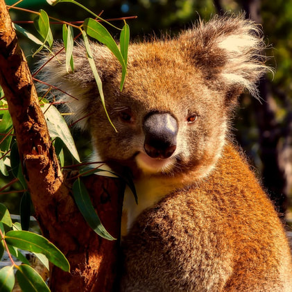 Koala Marsupial