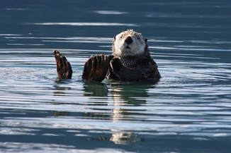 Sea Otter as Pet