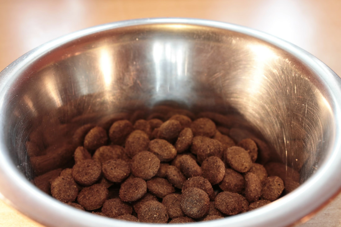 Best Dog Food Bowls