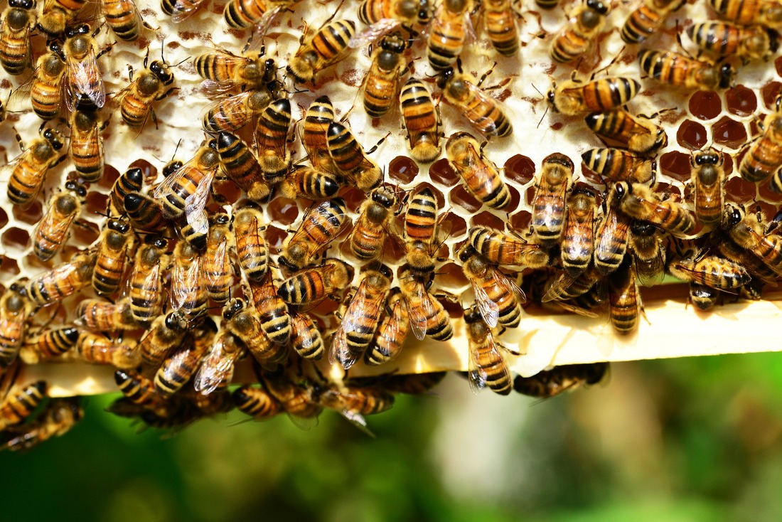 Raising Honey Bee at Home