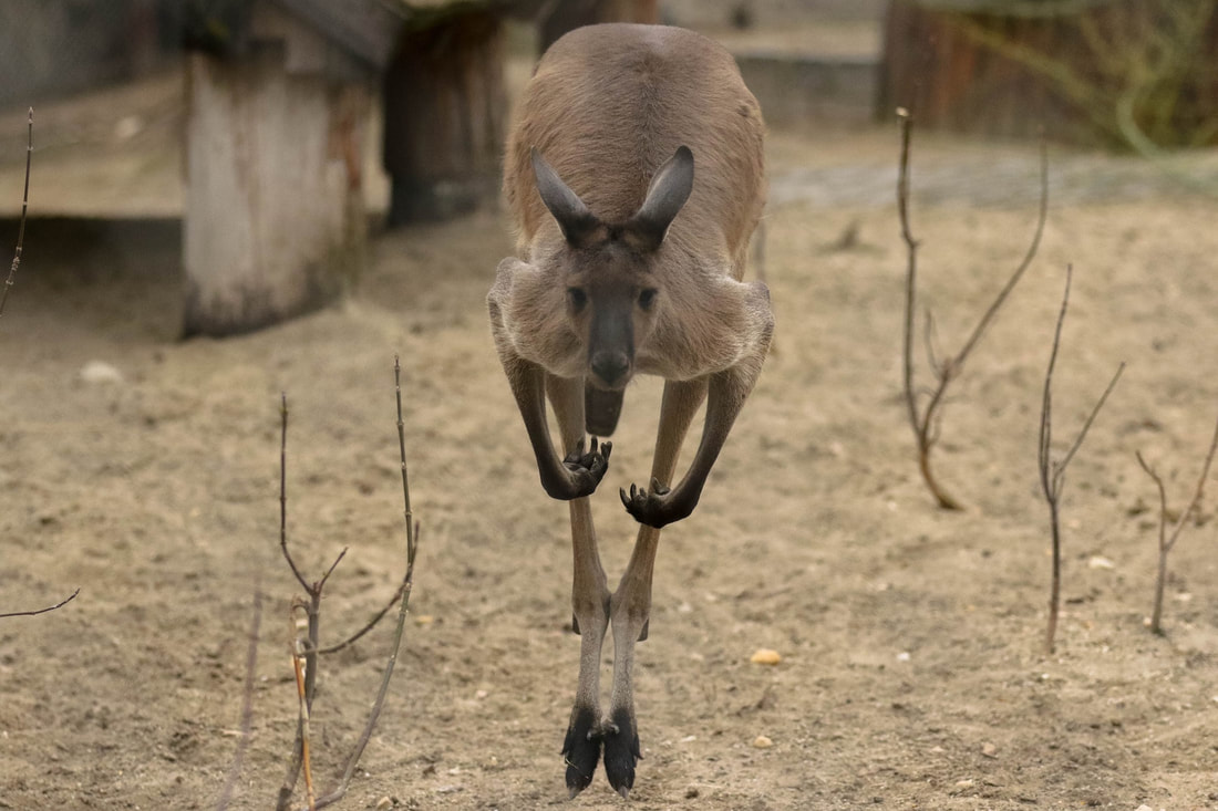 Kangaroo hops on two legs