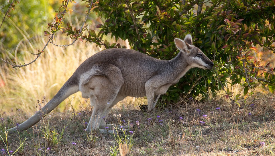 Kangaroo Marsupial 