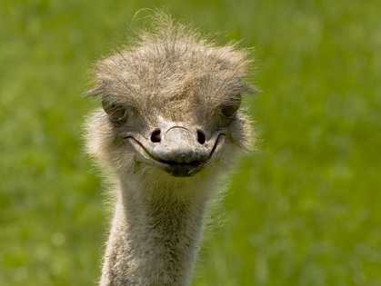 Ostrich Smiling
