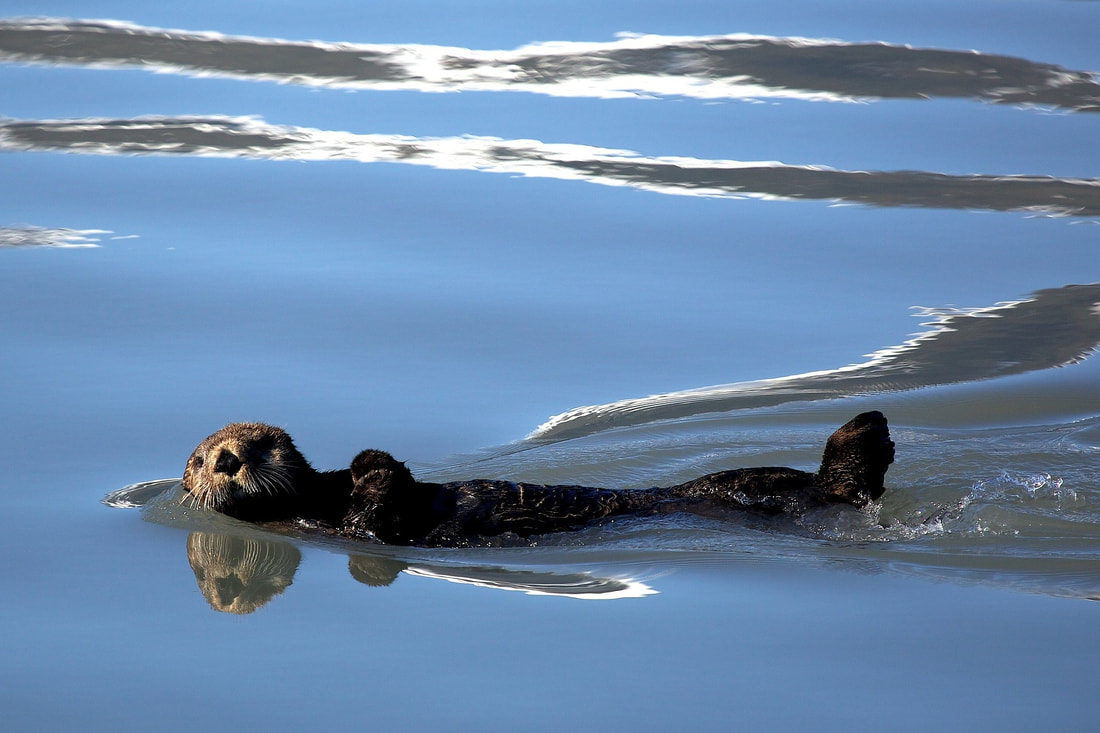 Adopt a Sea Otter - Dogs and Cats Pet Care and Advice plus Wild Animals.