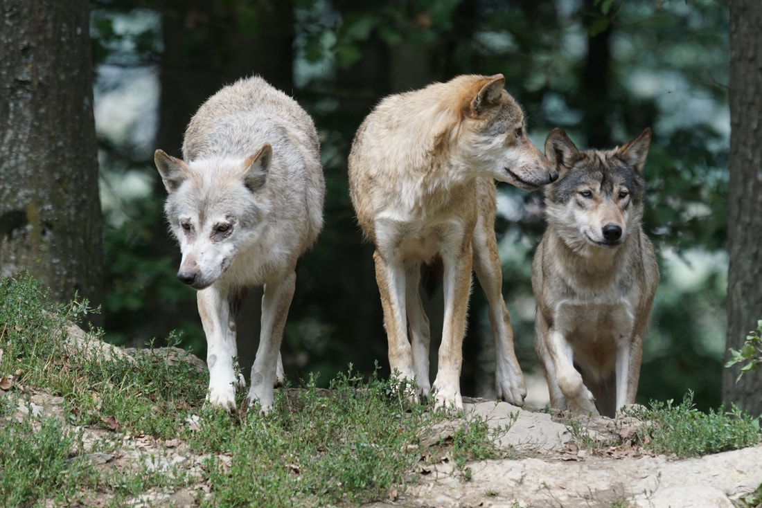 A Pack of Wolves