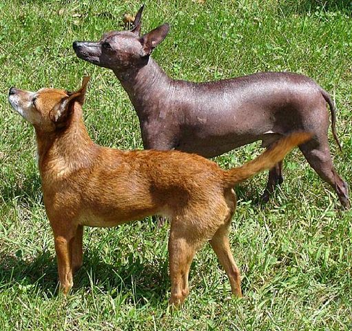 Xoloitzcuintli Hairless Dog Care Guide - Dogs and Cats Pet Care and ...
